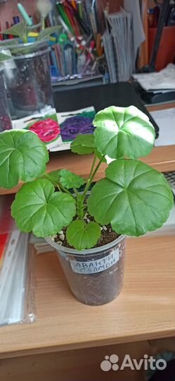 Пеларгония