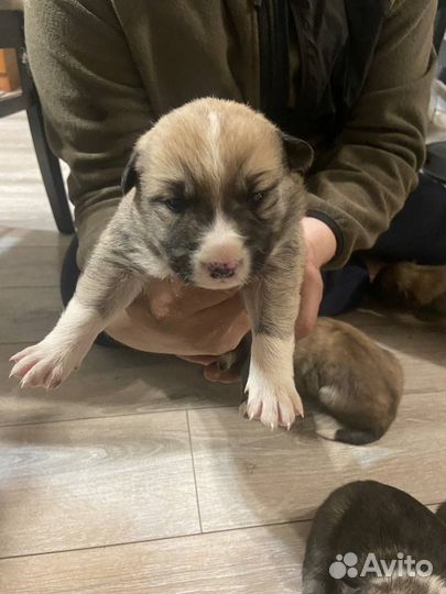 Отдам щенят в хорошие руки