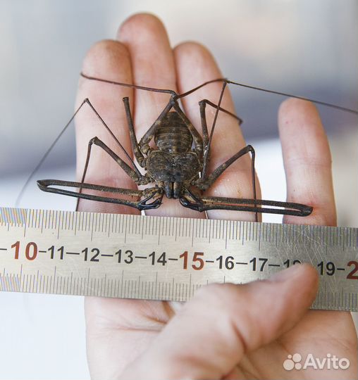 Фрины,телифоны