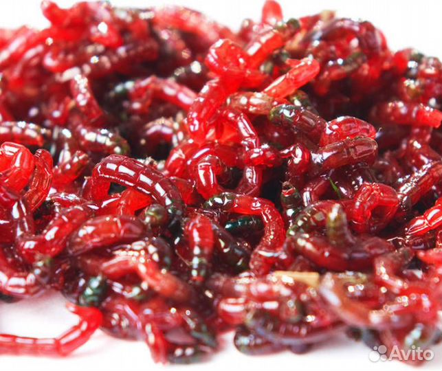 Мотыль круглосуточно