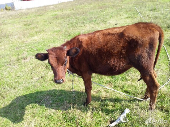 Коровы и телки