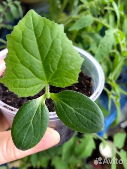 Рассада огурцов