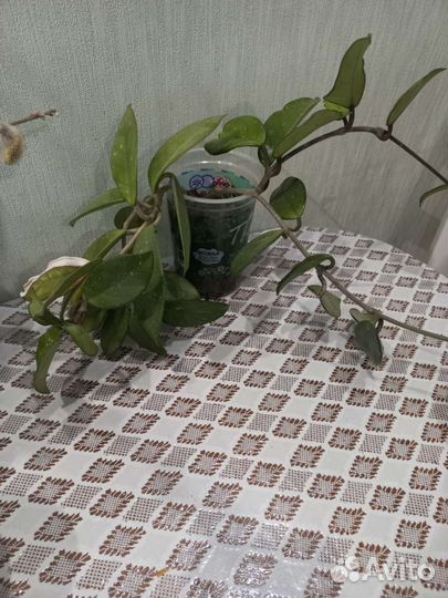 Хойя карноза