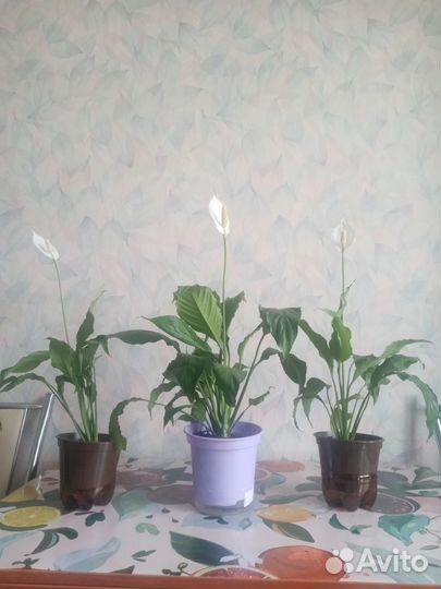 Спатифиллум