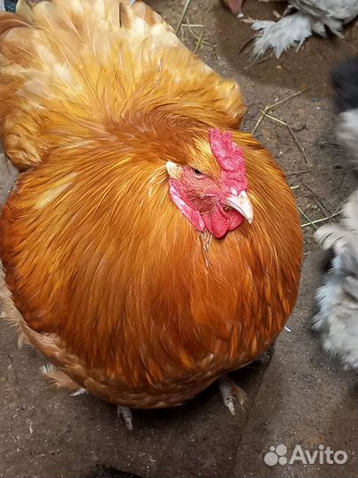 Куры,петухи