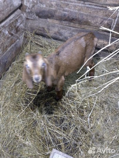 Сельхоз животные