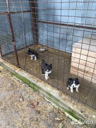 Щенки лайки рел