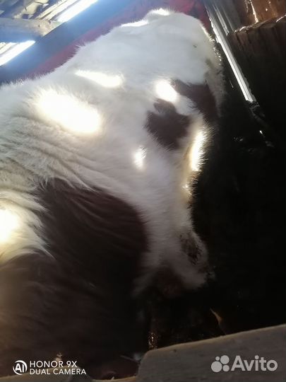 Тёлки домашние