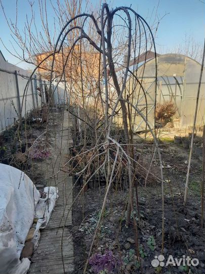 Черешня плакучая