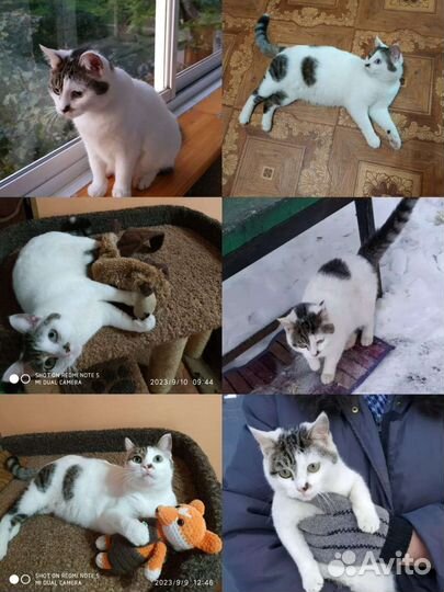 Котик ищет дом