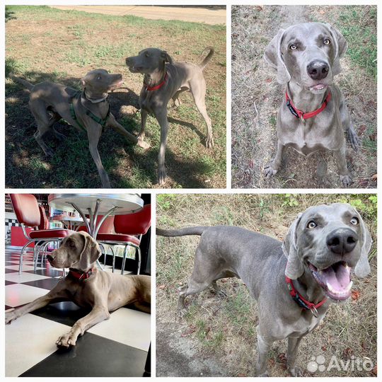 Выгул собак, Зооняня