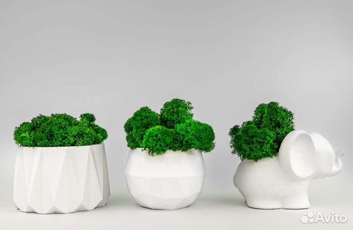 Стабилизированный мох