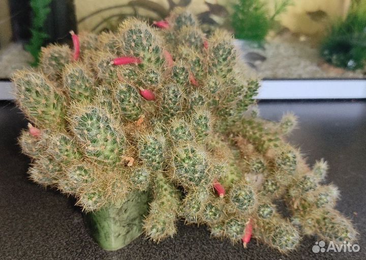 Кактус Маммилярия Вильда (Mammillaria Wildii)