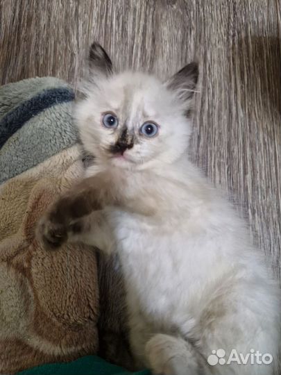 Невская маскарадная