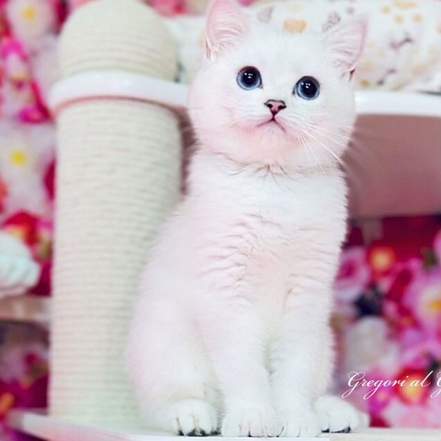 Британский короткошёрстный котёнок