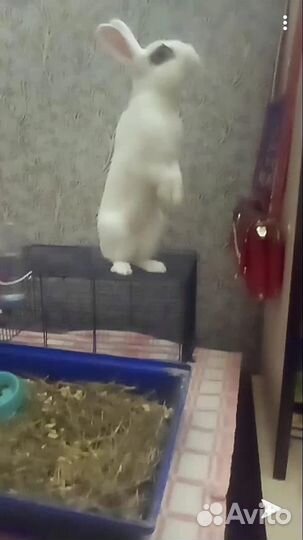 Кролик декоративный