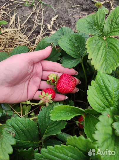 Рассада клубники