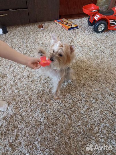 Йоркширский терьер