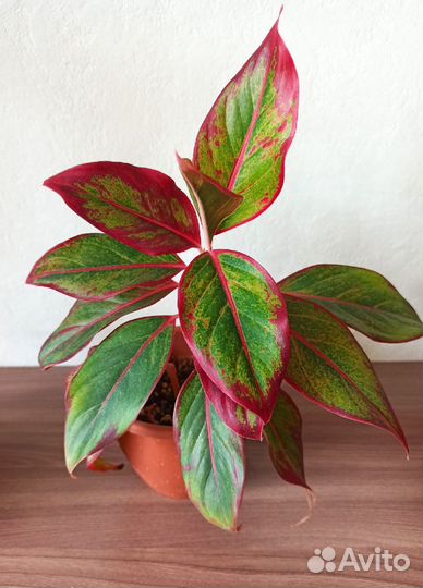 Сортовые аглаонемы