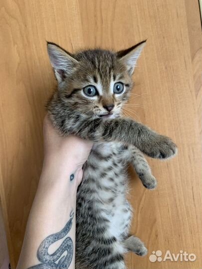 Котята отдам даром