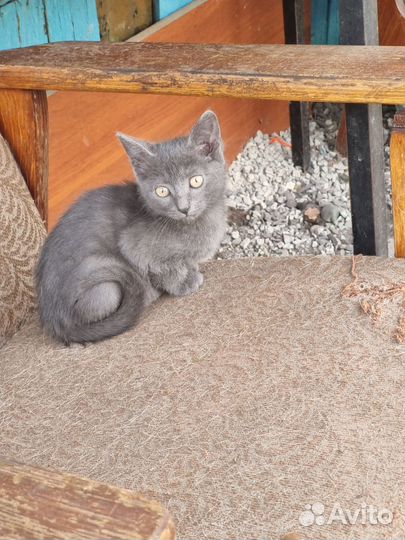 Отдам котят