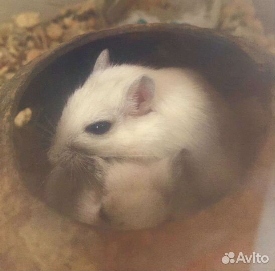 Корм для песчанок, джунгарских и хомячков кембелла