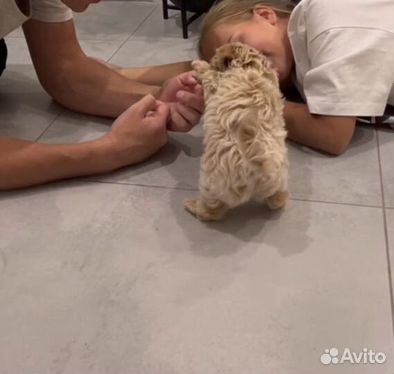 Мальтипу f1 micro mini N1 Russia sensations Russia