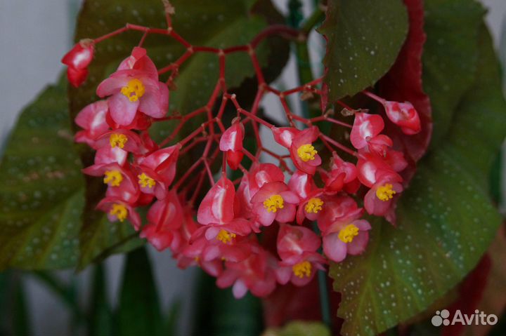 Панданус Клеродендрум Бегония растение домашнее