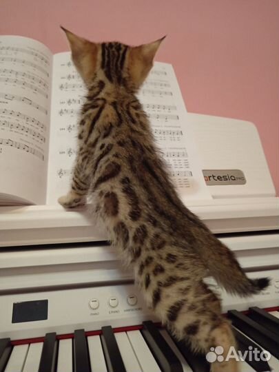 Бенгальские котята