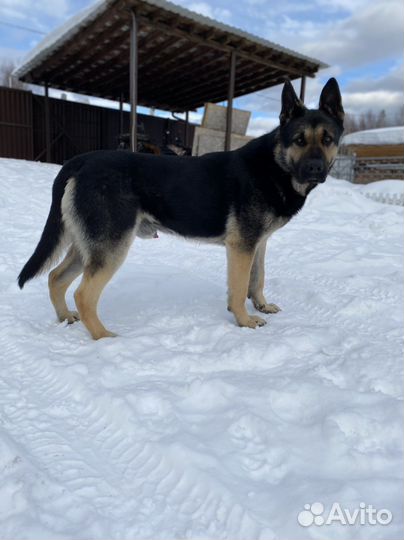 Восточно европейская овчарка вео кобель вязка
