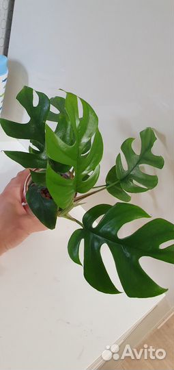 Монстера минима