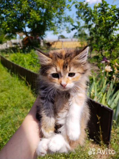 Кошка в дар бесплатно
