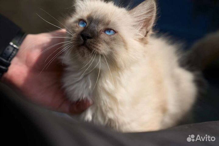 Невская маскарадная кошка