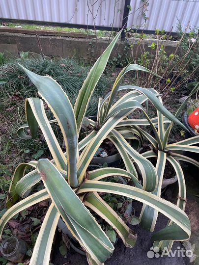 Агава американская