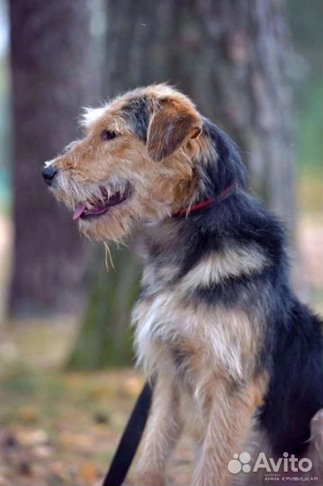 Собака в добрые руки