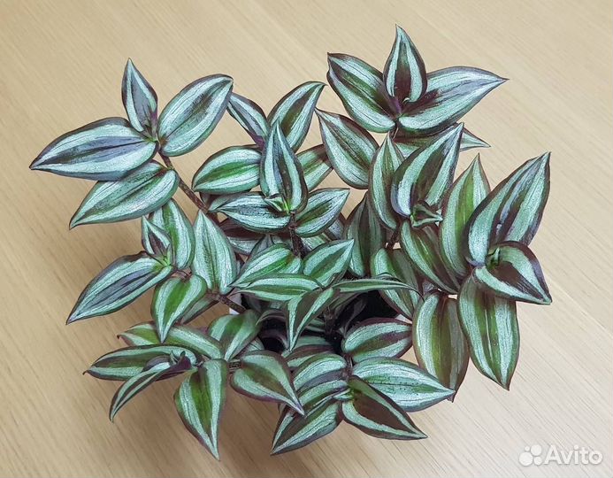 Сеткреазия, зебрина