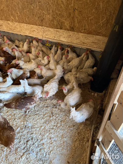 Куры Легорны Кораллы 8 мес