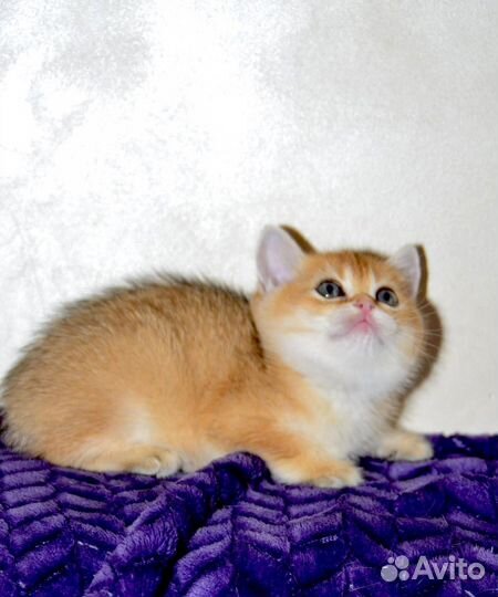 Шотландская девочка