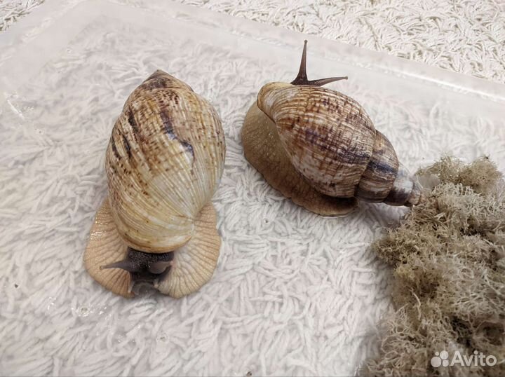 Улитки ахатины