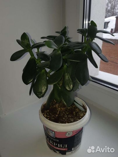 Толстянка. Денежное дерево