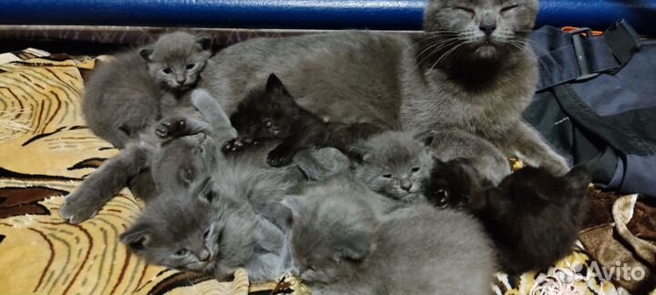 Кошки в добрые руки бесплатно