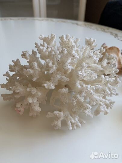 Морские ракушки и кораллы