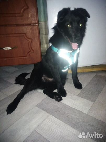 Щенок, мальчик