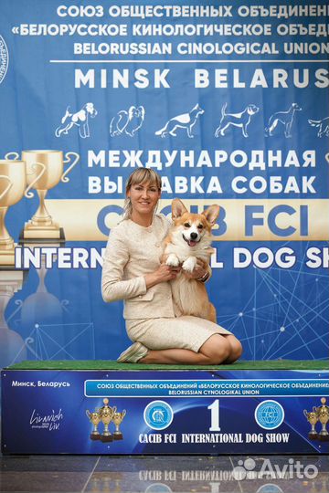Вельш корги пемброк вязка