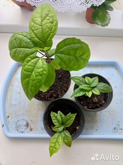 Клеродендрум томпсона