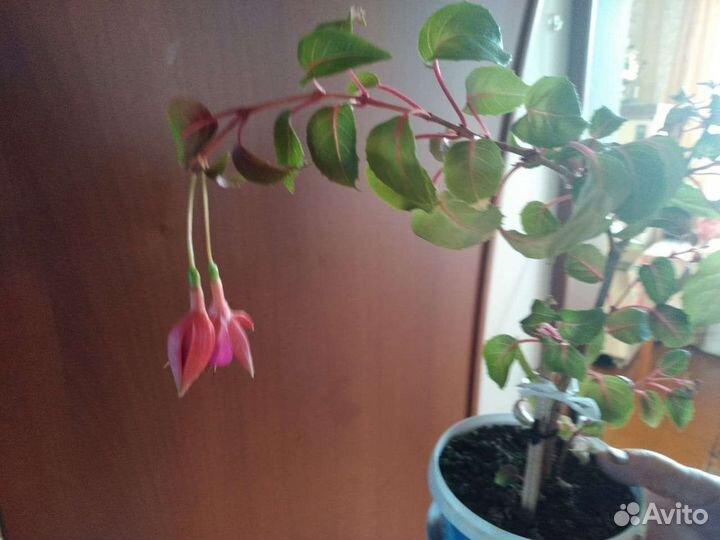 Комнатные цветы