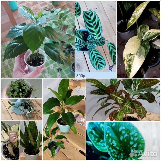 Комнатные растения цветы