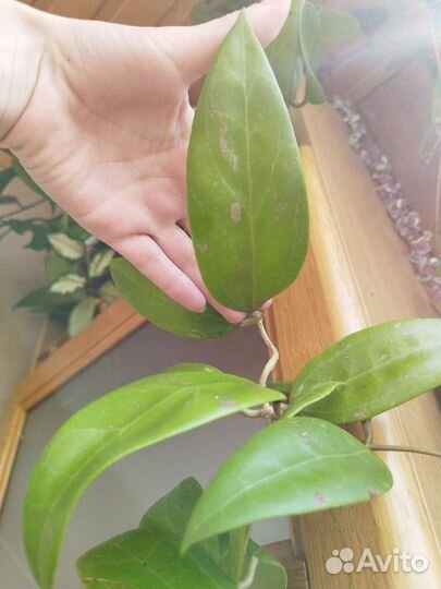 Хойя Аустралис, Мария Ява, Эритрина и тд