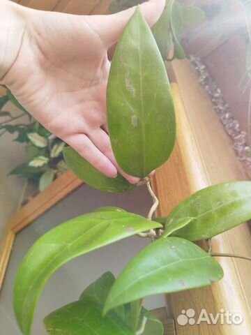 Хойя Аустралис, Мария Ява, Эритрина и тд