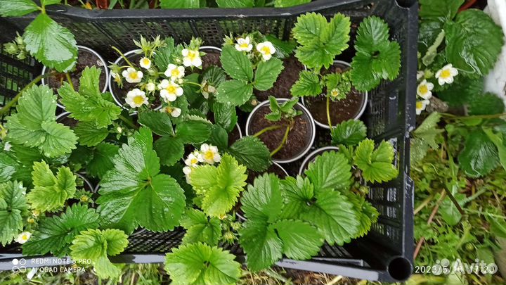 Саженцы смородины, малины, клубники